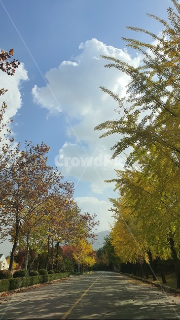 가을,하늘,도로,아스팔트,숲,나무,식물,road,plant,tree