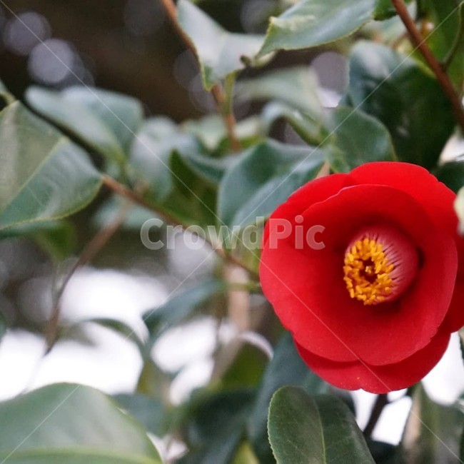 동백,꽃,빨간색,초봄,동백꽃,camellia,red,flower,early,spring,nature,자연