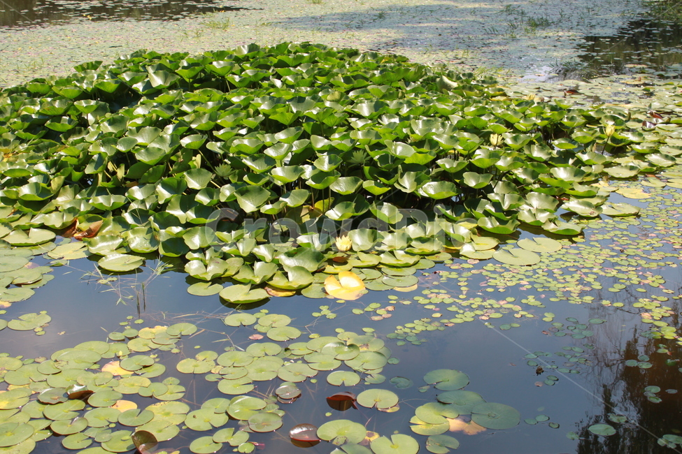 연못,pond,연잎,식물,자연,초록,식물,자연,plants,nature