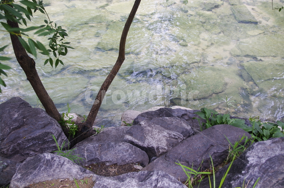 나무,식물,plant,자연,nature,냇가,강,청계천,자연,풍경,nature,landscape