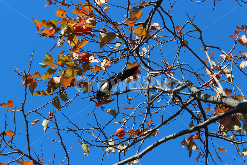 leaf,잎,plant,식물,까치,새,가을,계절,fall,autumn,season