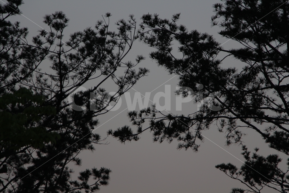 나무,야경,풍경,그림자,흑백,감성,자연,풍경,nature,landscape,silhouette,실루엣