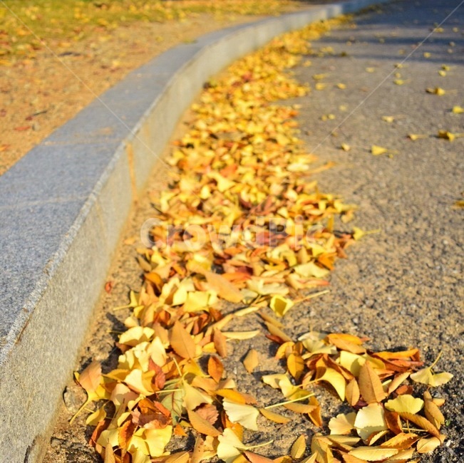 은행,은행나무,은행잎,가을,감성사진,자연,노랑,바닥,가을,계절,fall,autumn,season,leaf,잎,plant,식물