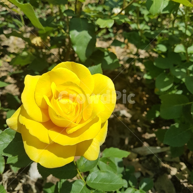 장미,노란장미,장미축제,장미꽃,rose,yellowrose,spring,flower,꽃,노란색,노란꽃,yellow,봄,장미과,장미목,plant,우정,영원한사랑,5월,5월의장미,아름다움,beautiful,정원,garden,배경,아름다운