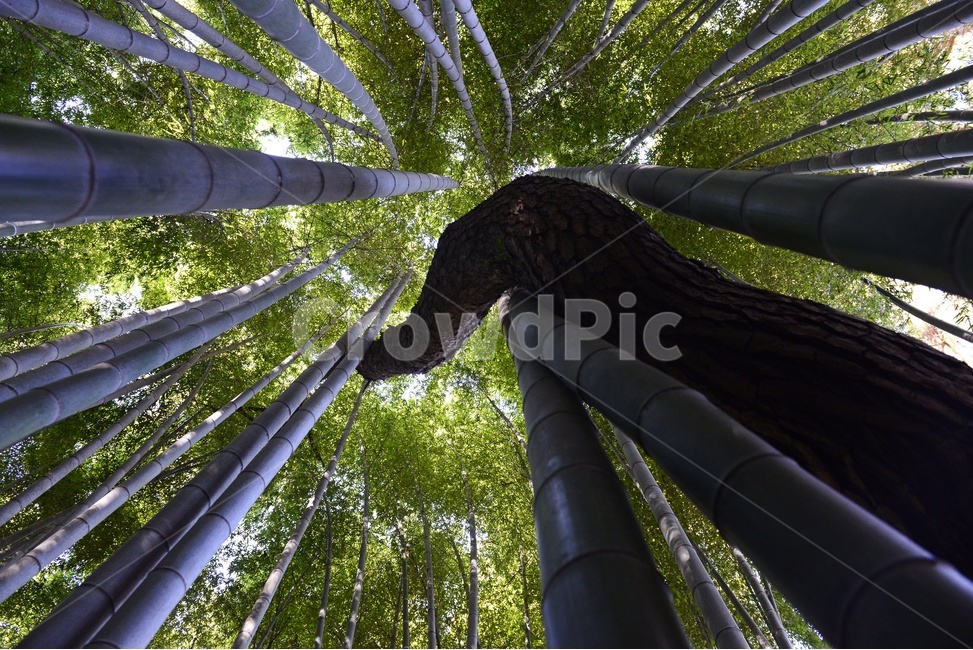 고창,고창읍성,이무기,소나무,공존,plant,식물,bamboo,대나무,한국자연풍경,한국자연경관,korea nature landscape,나무,trees,wood