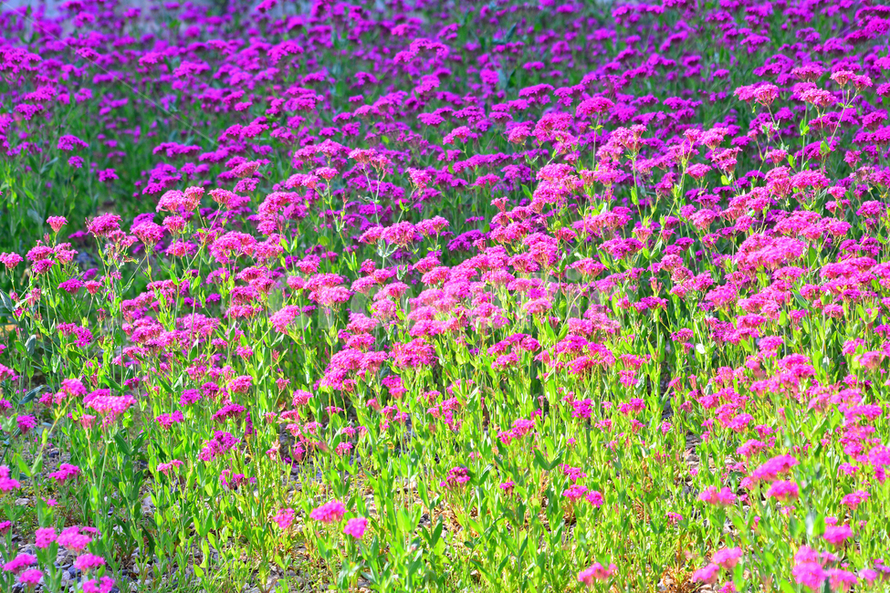 꽃,끈끈이대나물,분홍색,핑크색,아름다운,뷰티풀,beautiful,flowers,pretty,green,garden,가든,정원,앞뜰,마당,심다,꽃피다,명암,햇살,시즌,계절,season,야생화,식물,자연,plants,nature,꽃,flower