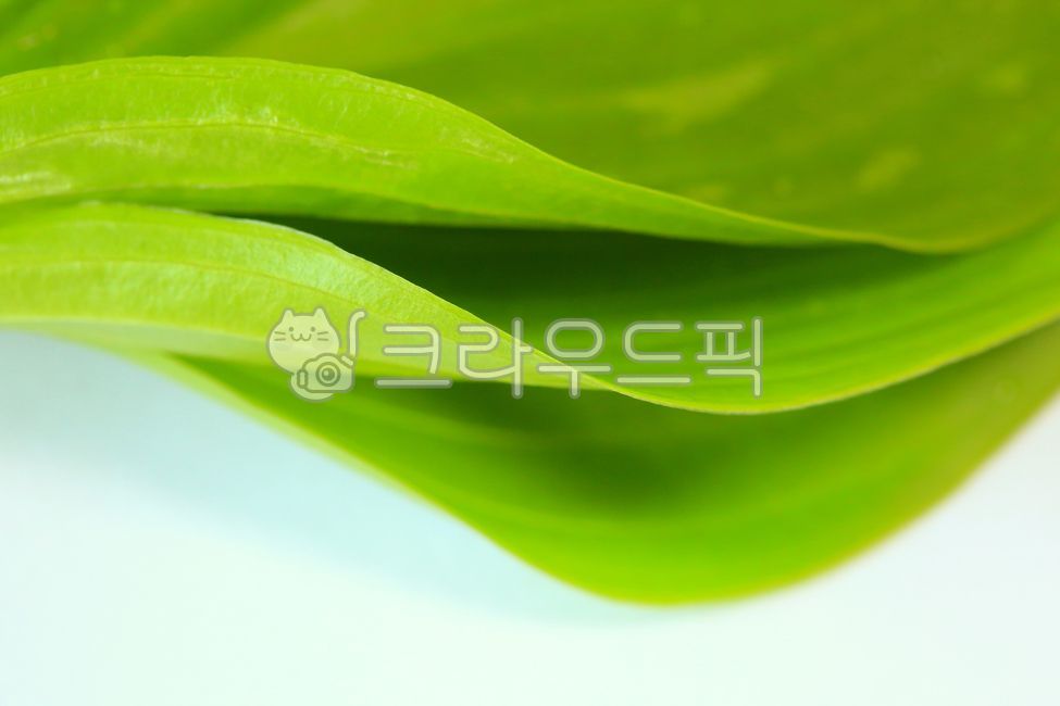 녹색배경, 잎, 잎사귀, 녹색식물, 채소, 사진,이미지,일러스트,캘리그라피 - fresh air작가
