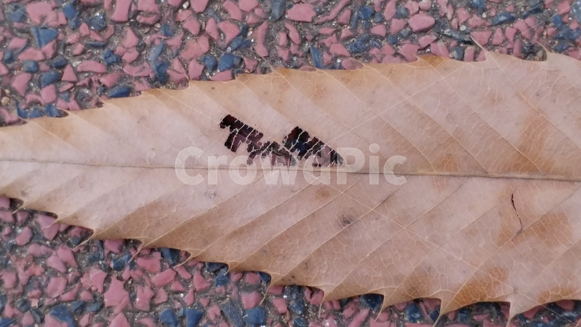 낙엽,가을,노랑,갈색,고독,쓸쓸함,빛바램,가을,계절,fall,autumn,season,leaf,잎,plant,식물