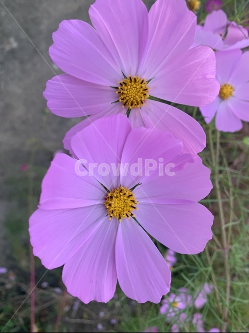 꽃,flower,식물,plant,코스모스,꽃,flower
