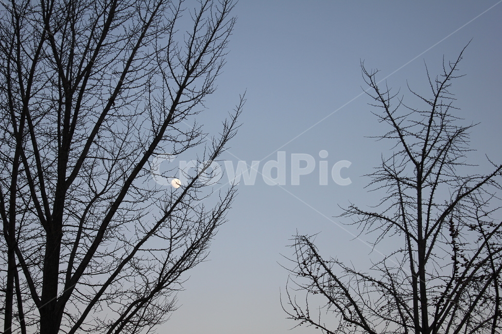 달,하늘,나무,겨울하늘,파랑,초저녁,winter,tree,moon,sky,blue,겨울,계절,winter,season,자연,풍경,nature,landscape,야경,밤,nightscape,night,식물,plants,나무,trees,wood