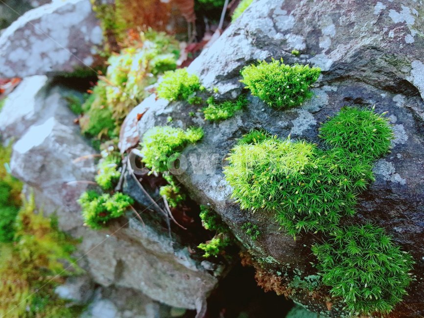 plant,식물,moss,이끼,돌,바위