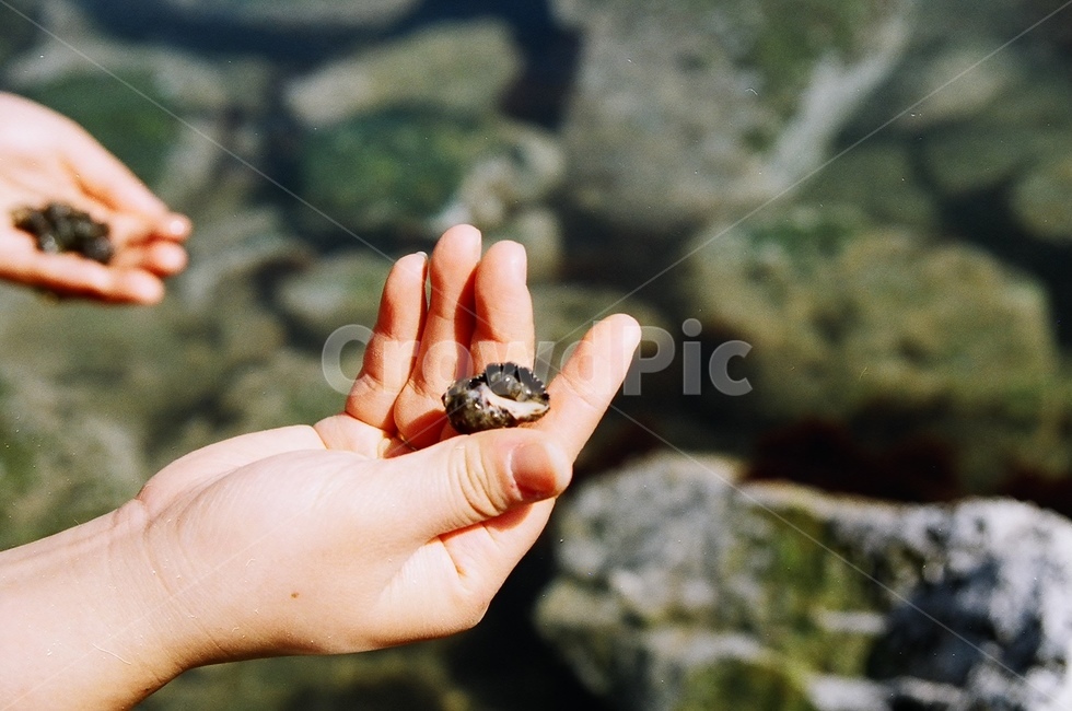 바다,고동,손,여행,힐링,person,사람,human,인간,finger,손가락