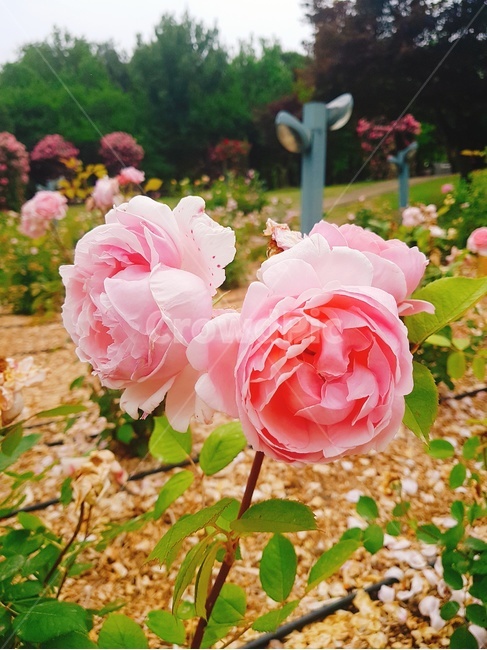 plant,식물,rose,장미,flower,꽃,blossom,장미꽃,분홍색꽃