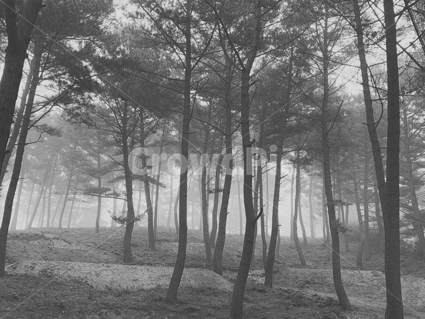 forest,tree,숲,숲속나무,안개