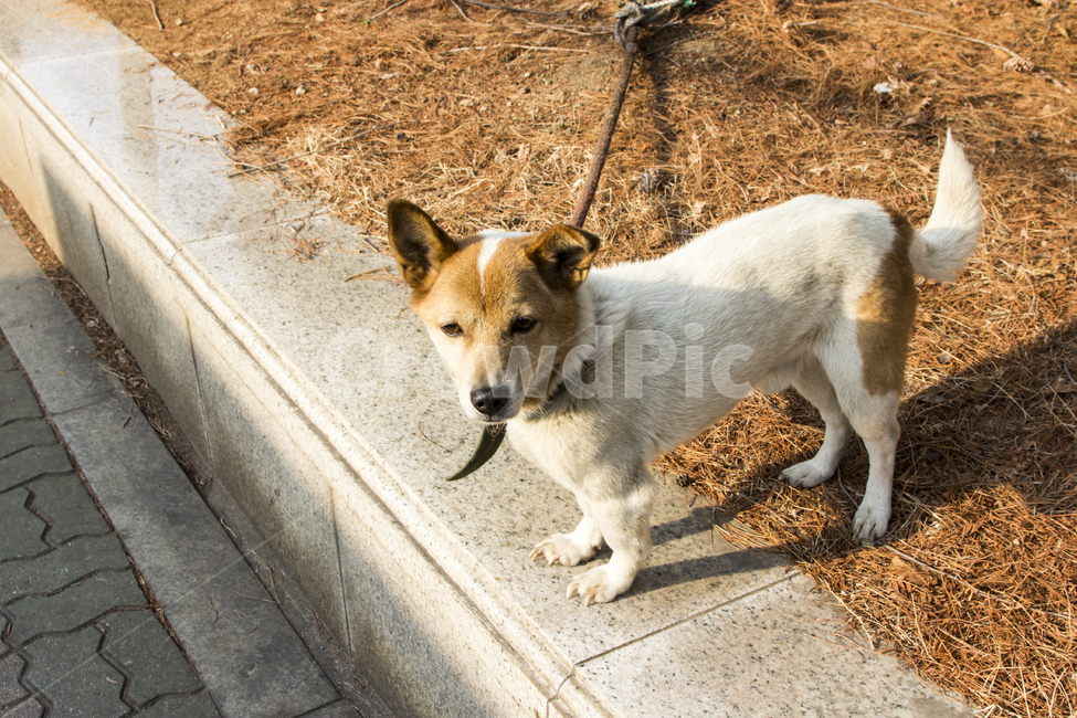 문래동,강아지,산책,동물,animal,포유류,개,dog,반려견,동물,animal,포유류,mammal,개,강아지,dog,doggy