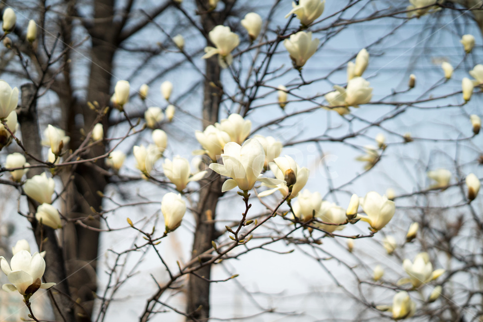 꽃,봄꽃,자연,감성,나무,봄,계절,spring,season,식물,자연,plants,nature,꽃,flower,plant