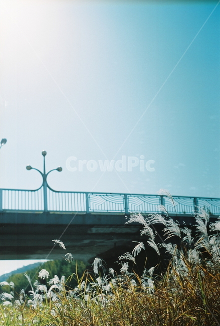 하늘,갈대,다리,풍경,가로등,외부,sky,reed,bridge,계절,가을,햇살,streetlamp,streetlight,landscape,scenery