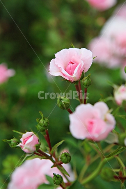 spring flowers,rosary,Rose,rose,flower