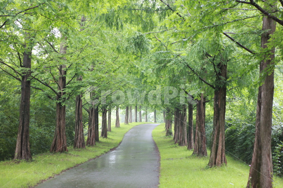 메타세콰이어,푸름,비온날,길,숲길,가로수,자연,풍경,nature,landscape,tree,나무,plant,식물,outdoors,옥외,path,통로