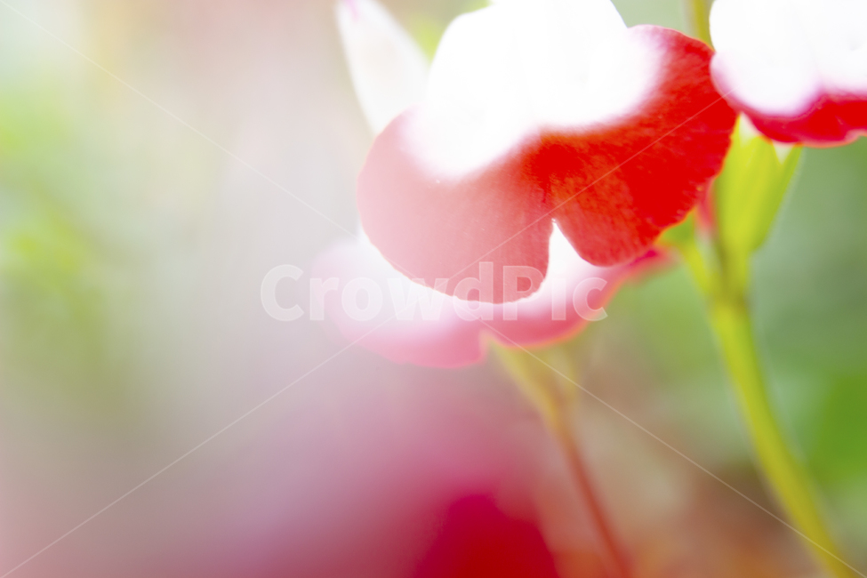 꽃,blossom,petal,꽃잎,flower,plant,식물,분홍꽃,핑크,빨강,식물,자연,plants,nature,꽃,flower