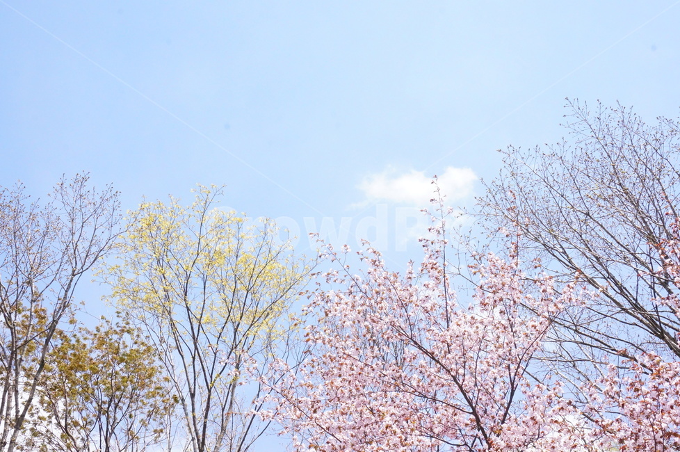 하늘,나무,tree,sky,봄,벚꽃,cherryblossom,spring,꽃,flower