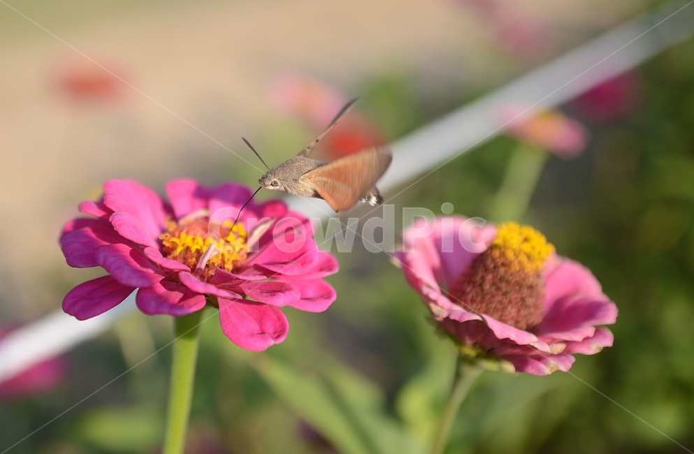 백일홍,꽃,가을,박각시나방,나방,비행,호버링,접사,곤충,flower,flying,closeup,autumn,insects,식물,자연,plants,nature,꽃,flower,동물,animal,곤충,벌레,insect,bug