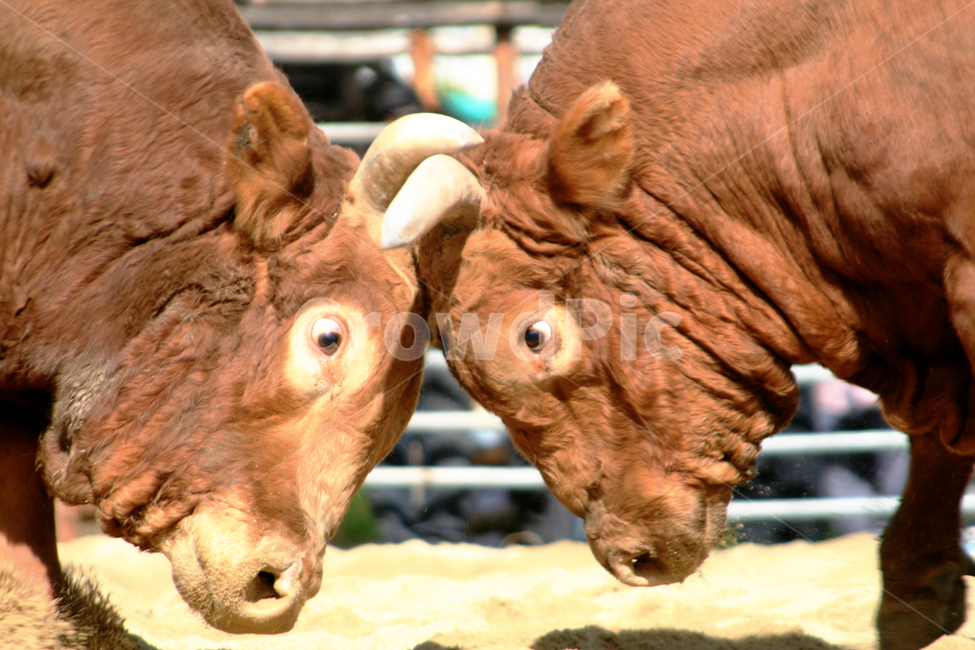 cow,소,animal,동물,bull,황소,소싸움,대결,경기,동물,animal,포유류,mammal