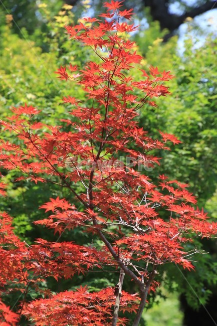 나무,단풍,애기단풍,여름,산,식물,자연,plants,nature,나무,trees,wood