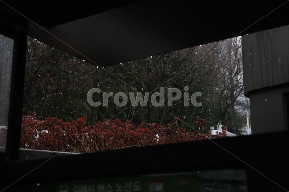 비,눈,겨울,우중충,흐린,추운,나무,비오는날,추운겨울,rain,winter,snow,겨울,계절,winter,season,비,비오는날,rain,rainy