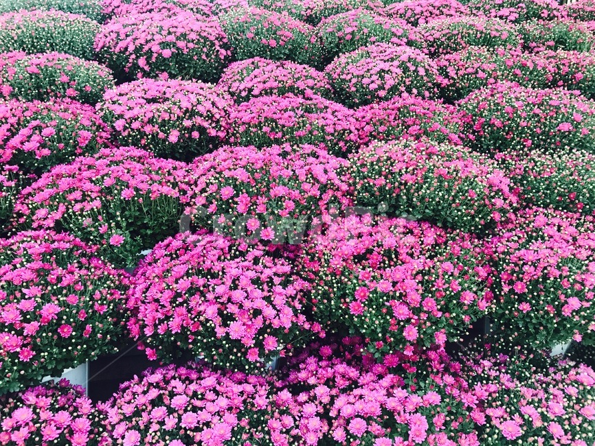 꽃,화분,분홍색,화단,봄,식물,자연,plants,nature,꽃,flower