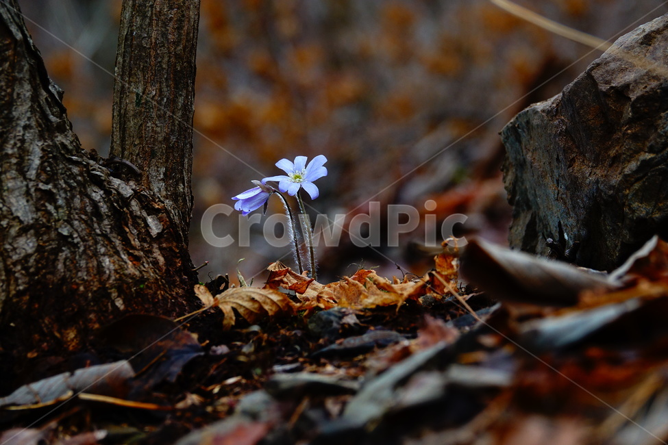 노루귀,봄,야생화,숲,꽃,식물,자연,plants,nature,꽃,flower