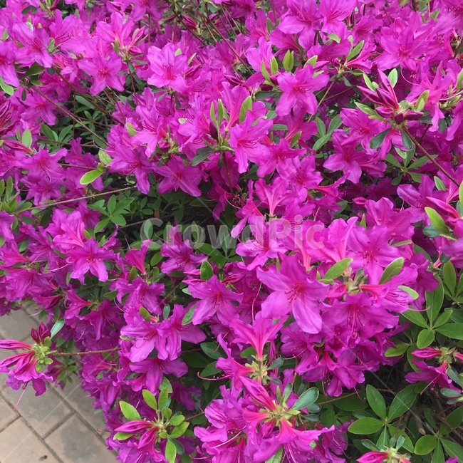 꽃,봄,분홍,핑크,따뜻함,식물,자연,plants,nature,꽃,flower