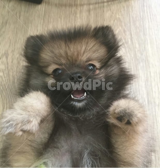 강아지,포메라이언,소형견,동물,반려견,개,동물,animal,포유류,mammal,개,강아지,dog,doggy