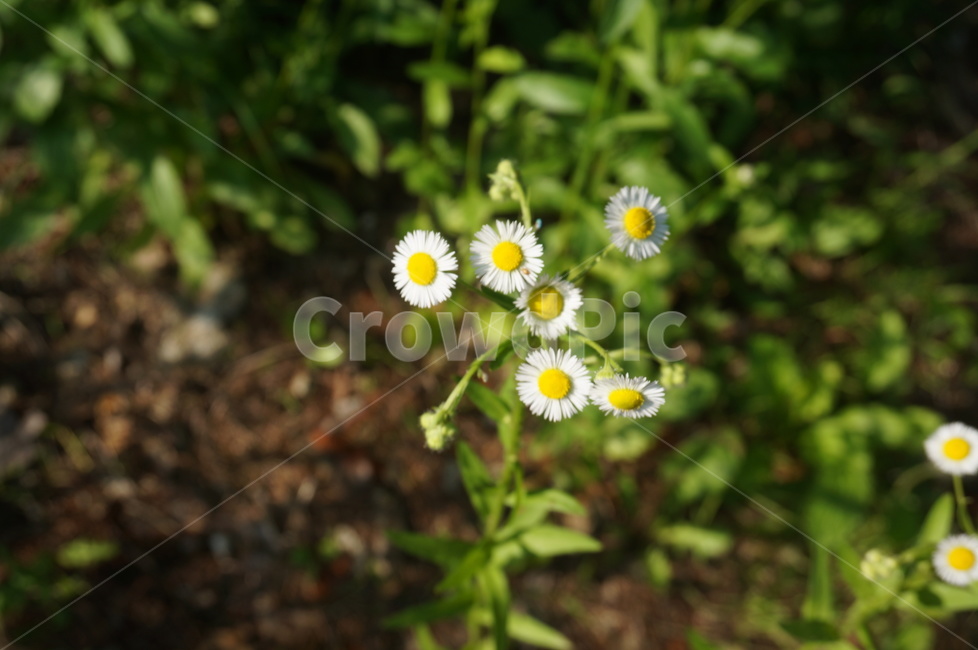 꽃,흰꽃,종이꽃,데이지,flower,노란꽃