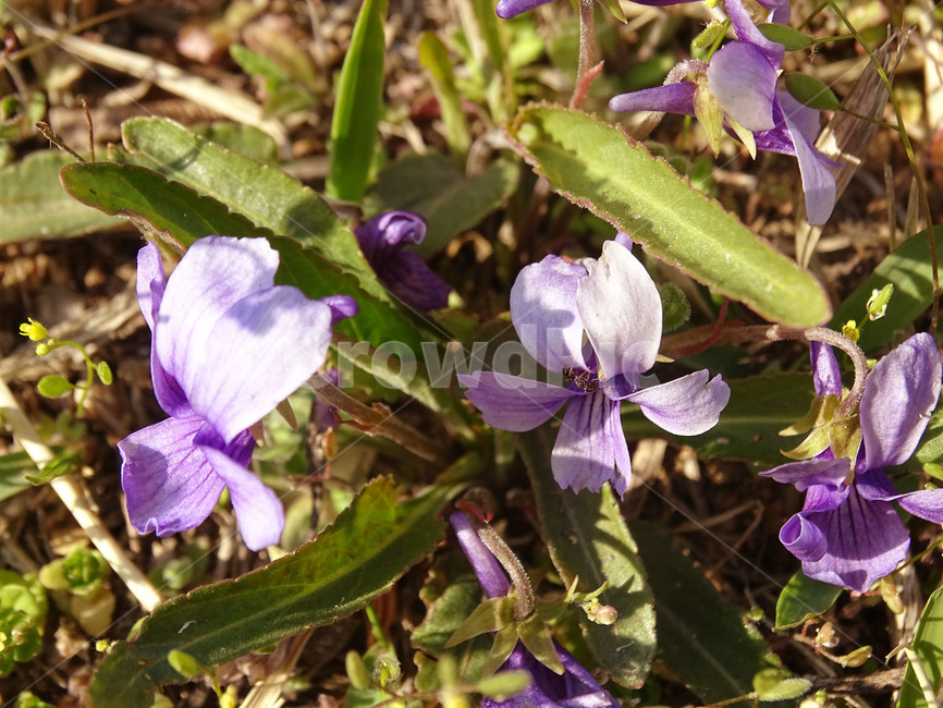 제비꽃,꽃,보라색꽃,보라꽃,식물,식물,자연,plants,nature,꽃,flower