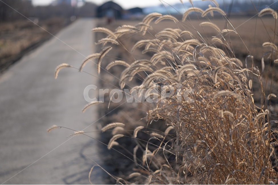버들강아지,논,밭,길,따스함,겨울,고향,농촌,겨울,계절,winter,season,식물,자연,plants,nature
