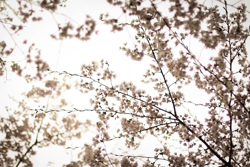 벚꽃,감성사진,봄,꽃,핑크꽃,햇빛,봄,계절,spring,season,plant,식물,blossom,flower