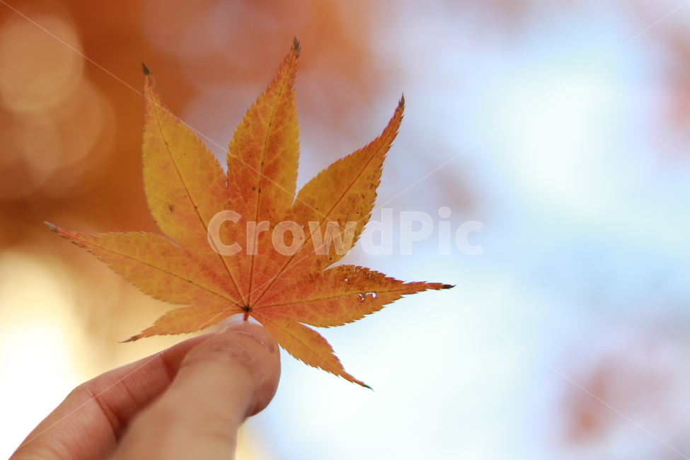 단풍,가을,단풍잎,손,단풍나무,울긋불긋,가을,계절,fall,autumn,season,leaf,잎,plant,식물,tree,나무