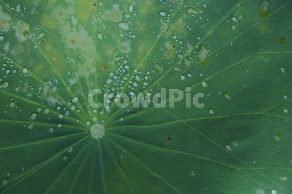 연잎,생명,반영,인연,진흙,침묵,고요,식물,자연,plants,nature