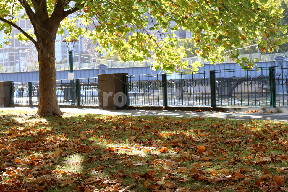 해외,풍경,호주,멜버른,야라강,휴식,나무,낙엽,가을,australia,melbourne,yarrariver,tree,fallenleaves,fall,autumn,가을,계절,fall,autumn,season,plant,식물