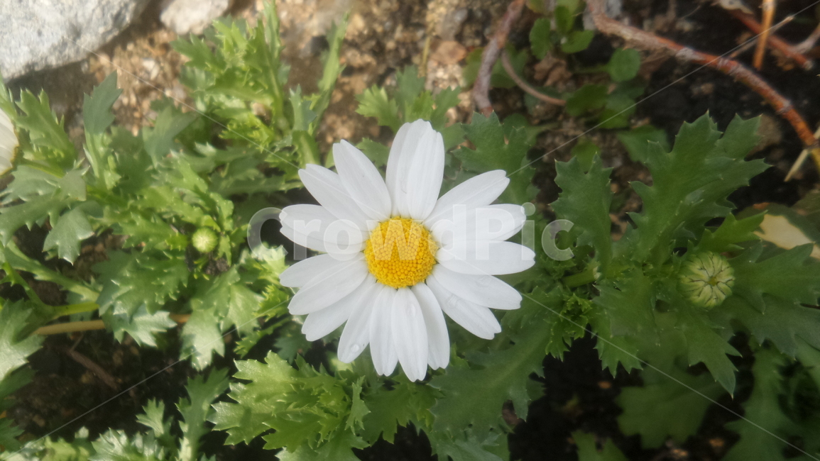 옥스아이데이지,oxeyedaisy,whitedaisy,marguerite,국화과,다년초,흰색꽃,식물,설상화,식물,자연,plants,nature,꽃,flower