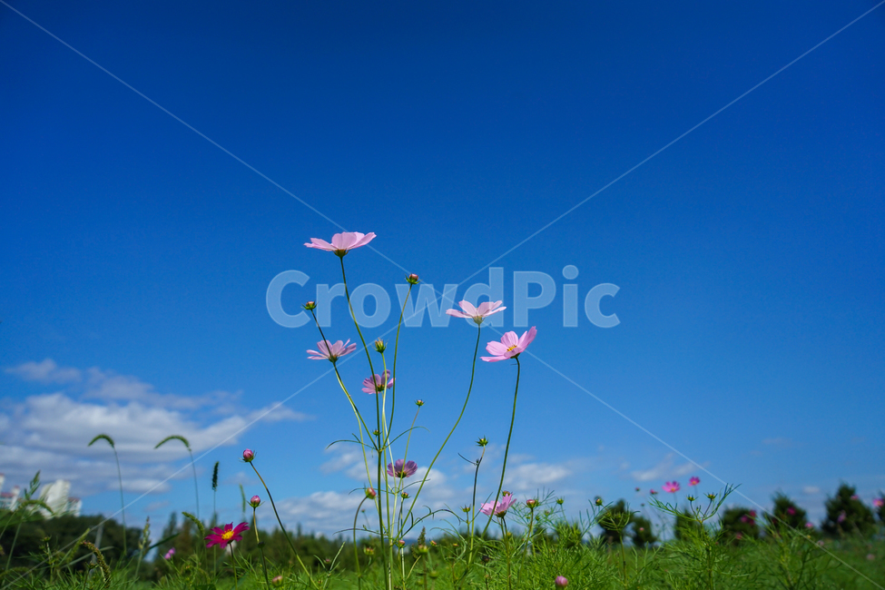 꽃,야생화,코스모스,가을,식물,자연,가을,계절,fall,autumn,season,식물,자연,plants,nature,꽃,flower,grassland,목초지,field,들,outdoors,옥외,meadow,rural,농촌,farm,농장