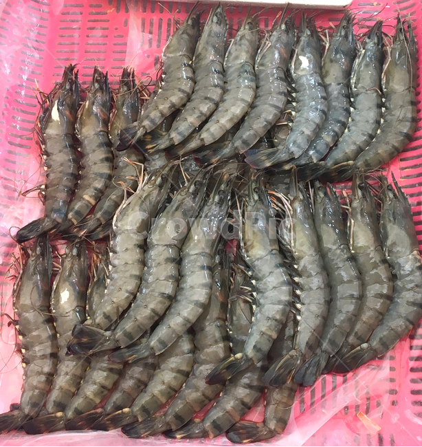 음식,해산물,새우,대하,생새우