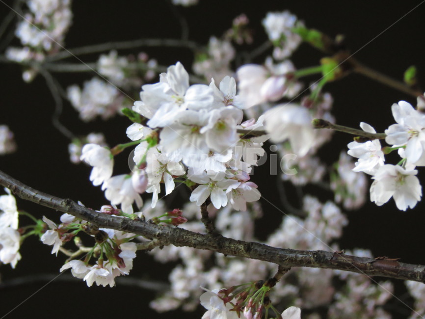 벚꽃,밤,꽃,봄,야경,흐드러지다,흰벚꽃,bitchinanunbutkkot,비,꽃비,cherryblossoms,봄,계절,spring,season,야경,밤,풍경,nightscape,night,landscape,plant,식물,flower,blossom