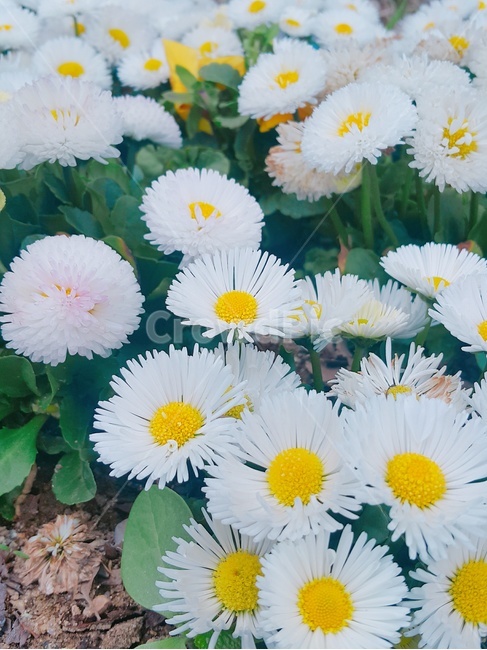 꽃,fiower,들꽃,봄,식물,식물,자연,plants,nature,꽃,flower
