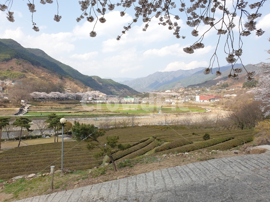 벚꽃,하동,녹차밭,밭,산,시골,마을,풍경,landscape,country,rural,town