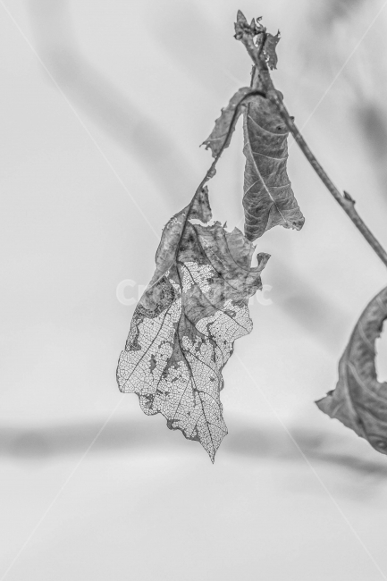 흑백,풍경,나뭇잎,메마름,겨울,겨울,계절,winter,season,식물,자연,plants,nature,흑백,모노톤,monochrome,black and white