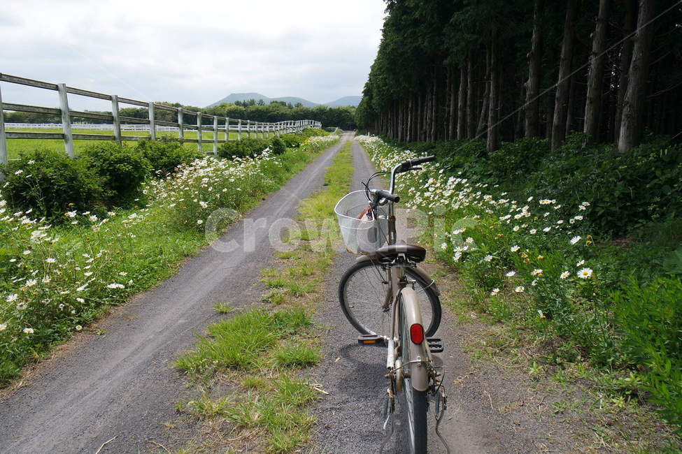 렛츠런팜,목장길,제주도,자전거,길,자연,풍경,nature,landscape,여행,휴가,traveling,vacation,trip,transportation,교통,bike,vehicle,차량,bicycle,wheel,바퀴,machine,기계
