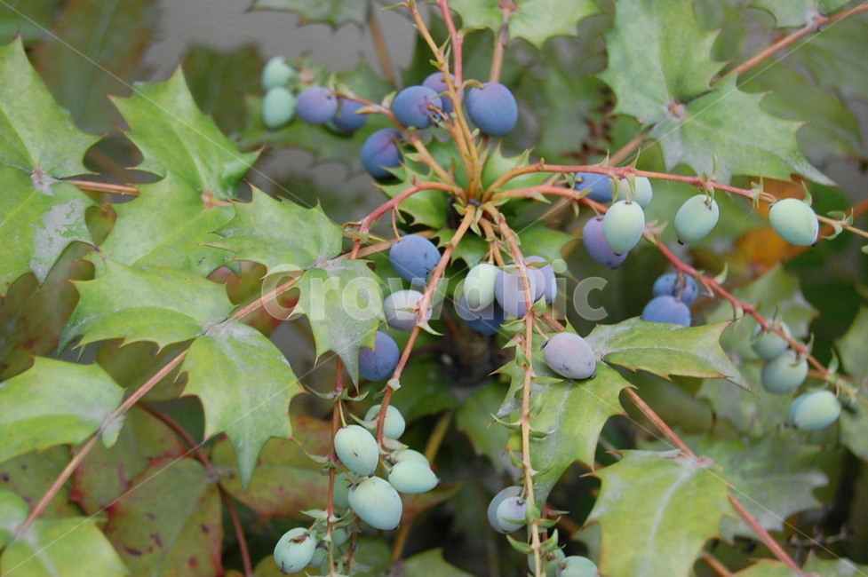 plant,leaf,잎,자연,블루베리,blueberry,식물