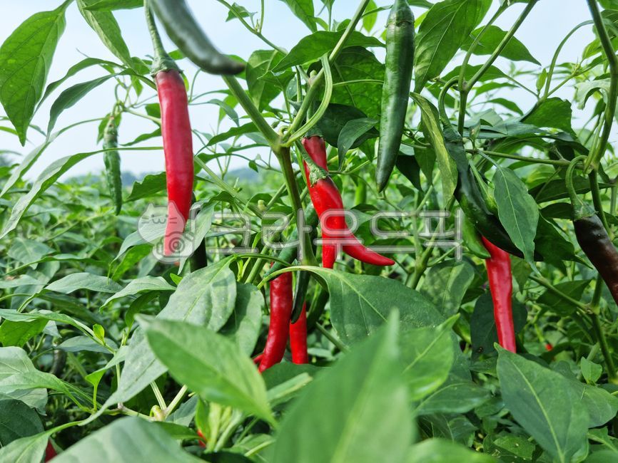 고추,빨간고추,홍고추,농직물,재배,농산물,오브젝트,식재료,음식재료,재료,식품,수확,열매,청양고추,plant,식물,매운고추,food,vegetable,채소,음식